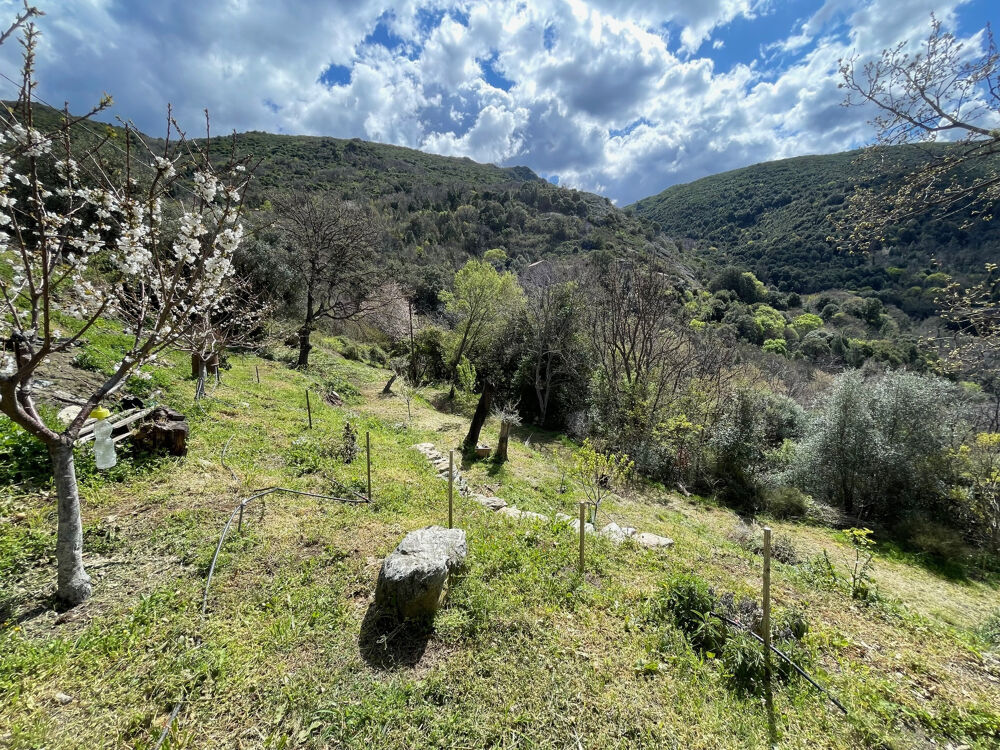Vente Terrain À acheter 109610 € à Piève : terrain avec L'Agence Bastia Balagne Pieve