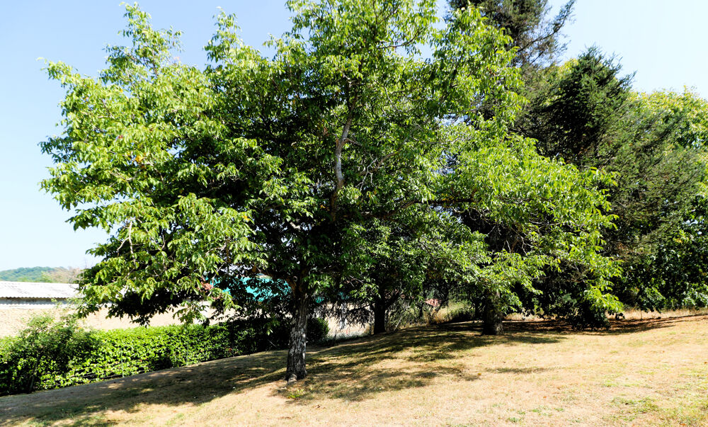 Très Belle Maison de Village entièrement rénovée sur terrain arboré, grandes dépendances, 2297m2 de terrain