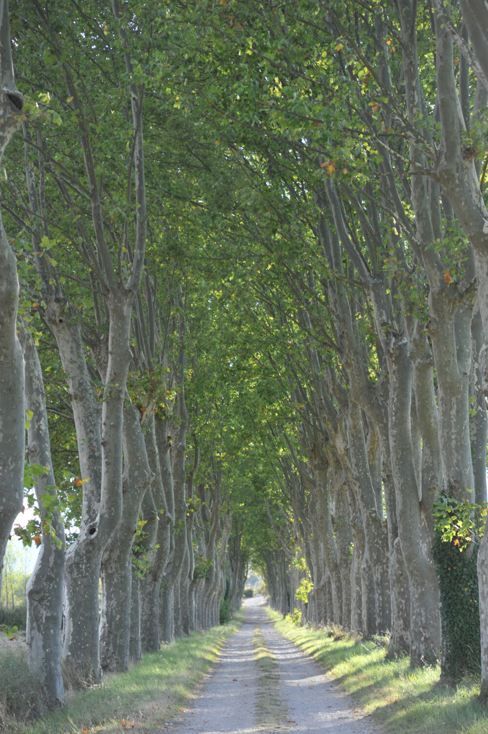 � vendre  Propri�t�/ch�teau Montpellier (34000)