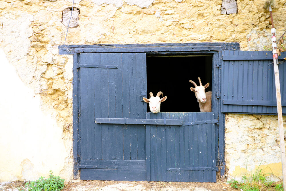 Exceptionnel domaine de 28ha en BIO, avec Ferme Gersoise rénovée, grandes dépendances