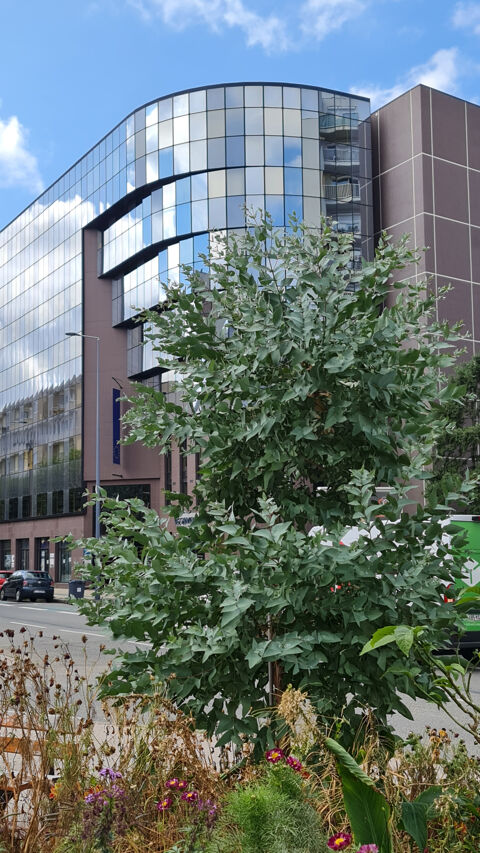 Saint-Etienne location de bureaux ou local d'activité RDC PMR idéalement placé quartier BERGSON 1645 42000 St etienne