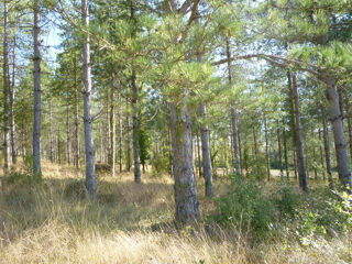  Terrain à vendre 24300 m²