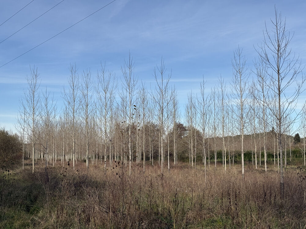 Vente Terrain PLANTATION DE PEUPLIER sur la comune de FUMEL Fumel