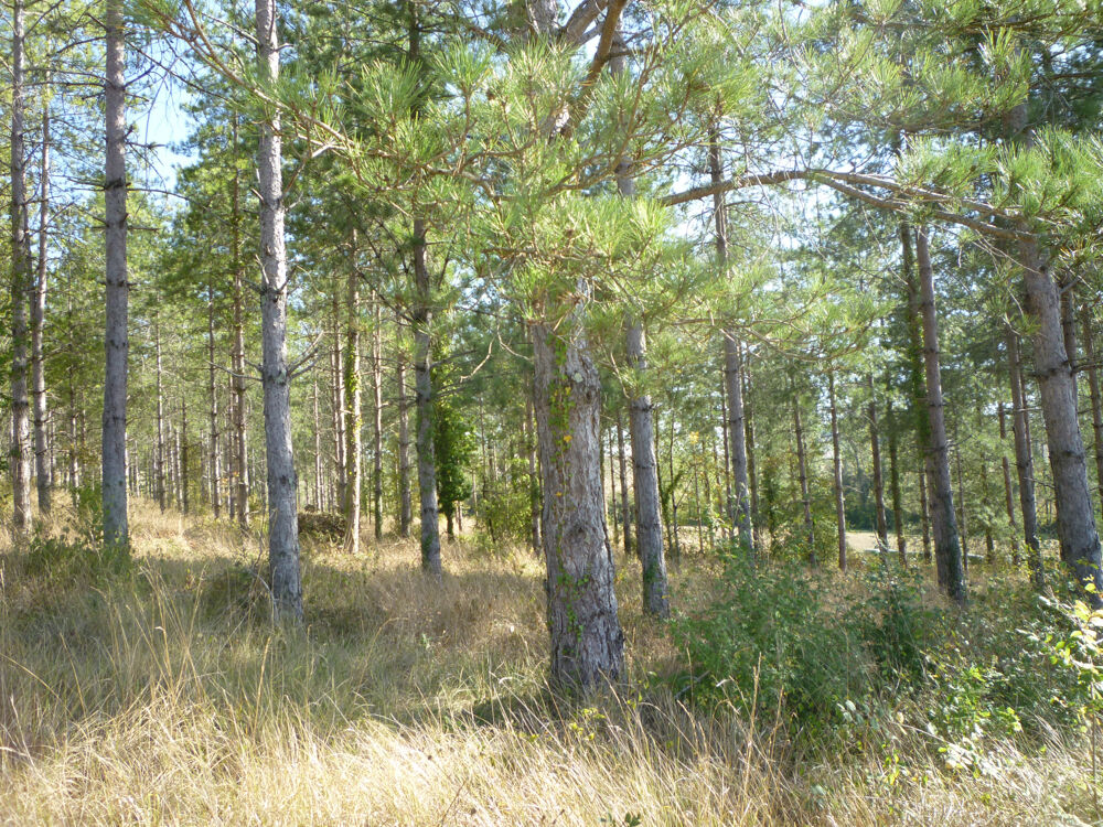 Vente Terrain EXCLUSIVITE -TERRAIN DE LOISIRS Bourlens