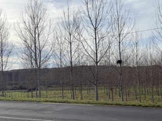  Terrain à vendre 58100 m²