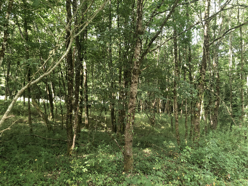 Vente Terrain Terrain 8000m2 Cazaubon