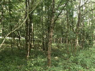  Terrain à vendre 8000 m²