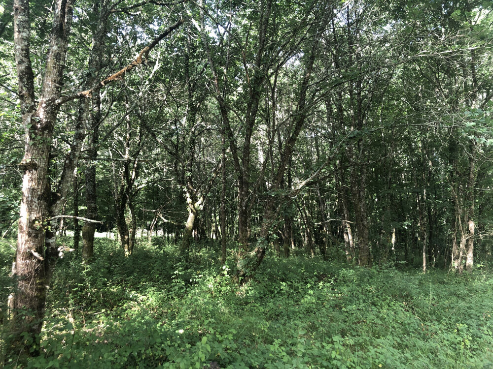 Vente Terrain Terrain 8000m2 Cazaubon