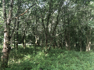  Terrain à vendre 8000 m²