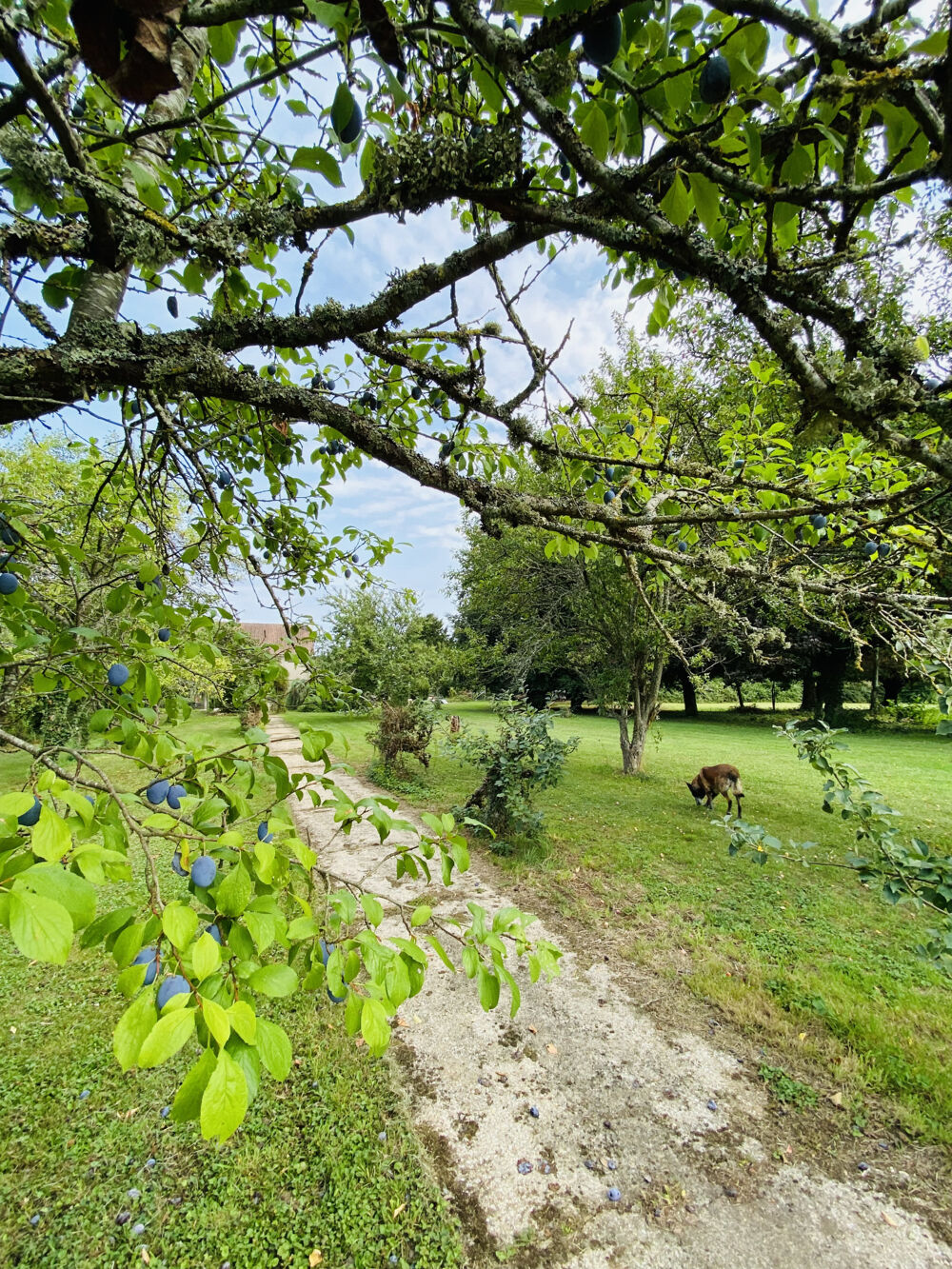 Vente Terrain Superbe terrain paysagé et arboré   3 679 m2 dont 874 m2 constructibles Villeblevin
