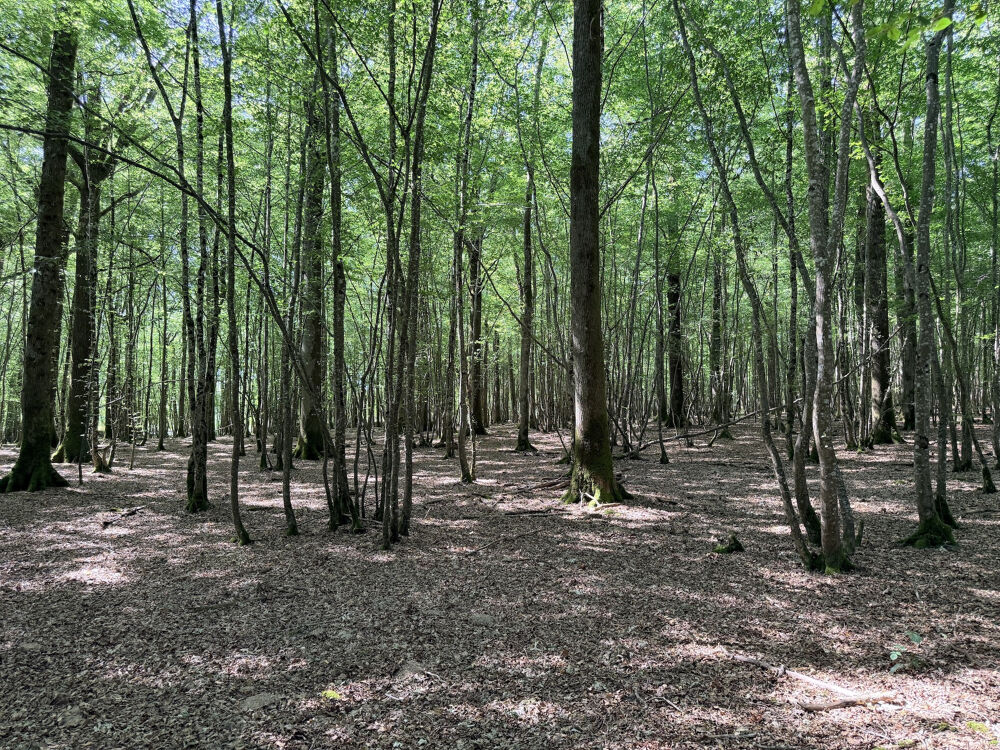 A 2 H DE PARIS, BOURGOGNE, SAINT FARGEAU (89170), Pour les amateurs de PÊCHE : 8,8 HA : ÉTANGS, BOIS, MAISON