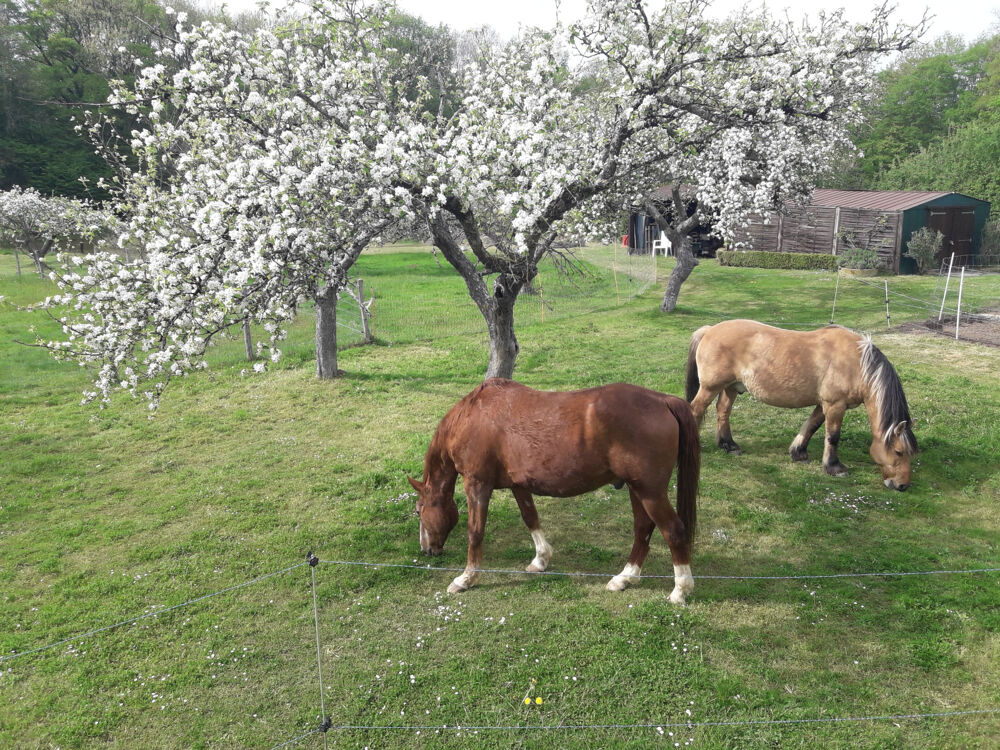Vente Maison Idéal pour chevaux et animaux, à  9 mn de TOUCY, sur 3 HA 4, Venez découvrir cette jolie Maison de 240 m2 idpr Toucy