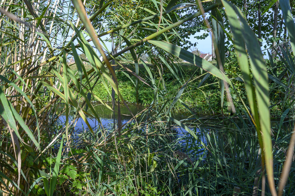 � vendre  Maison Plobsheim (67115)