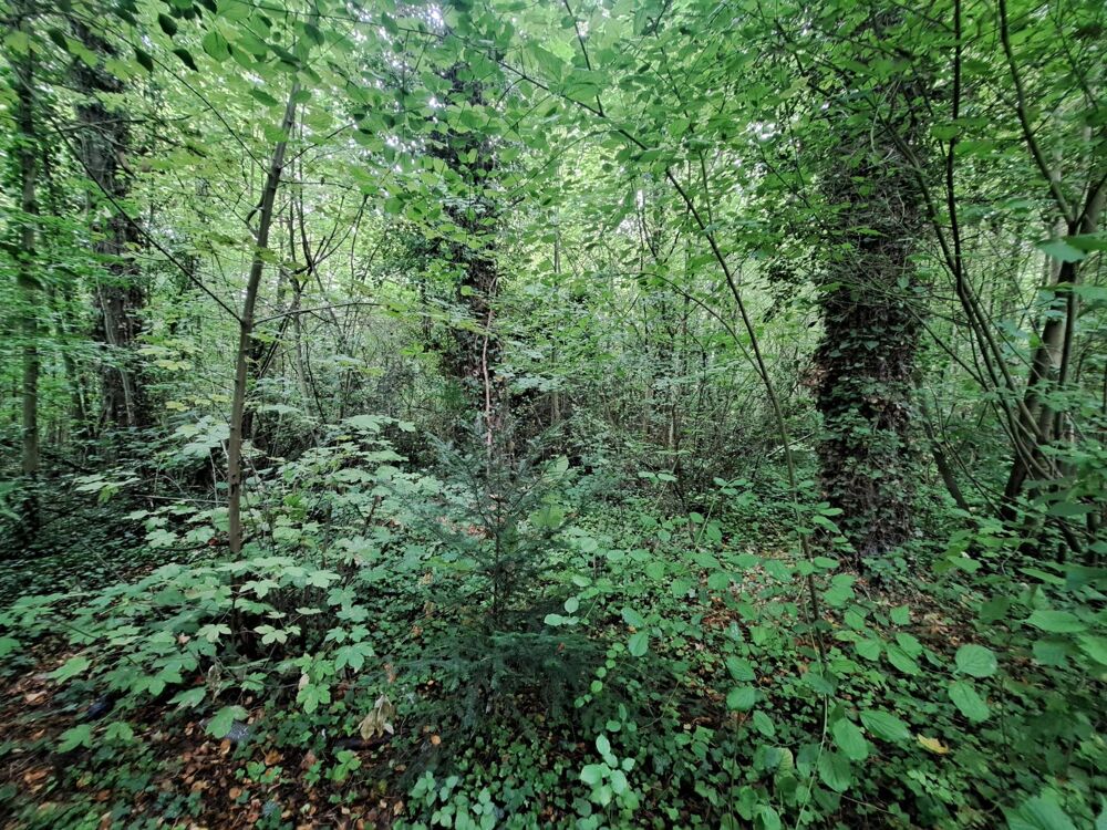Vente Terrain Terrain de loisir Auxi-le-chateau