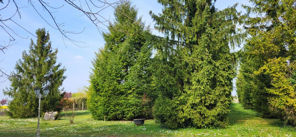 Vente Terrain Espace et tranquillité, multi projets ! Terrain de 5824 m2 clos et arboré. Constructible. Beauce la romaine