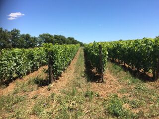  Terrain � vendre 27000 m� Alignan-du-vent