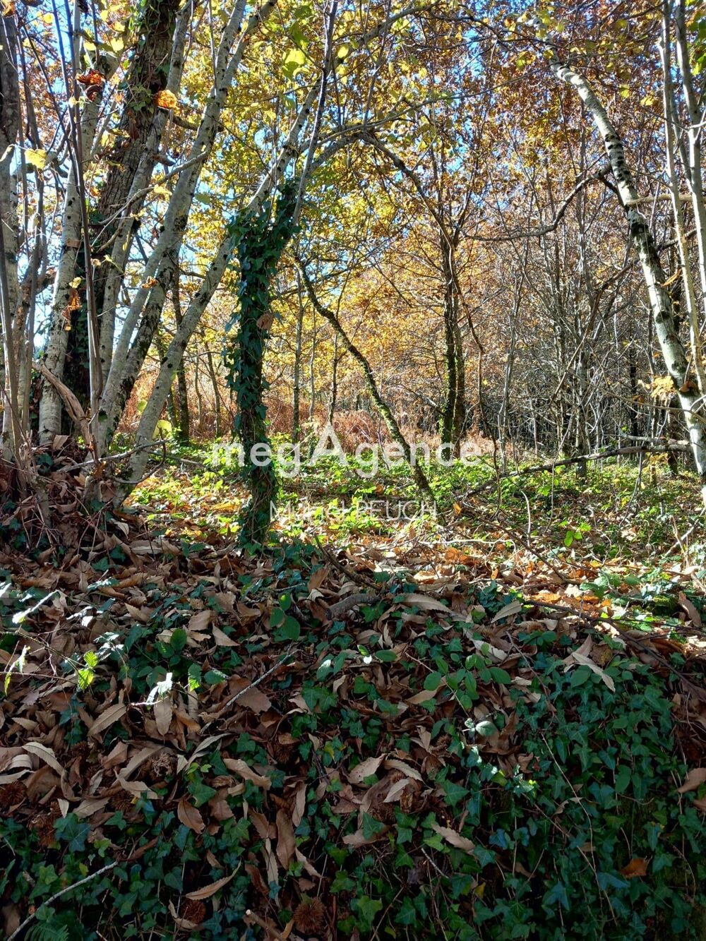 Vente Terrain terrain avec CU Le chastang
