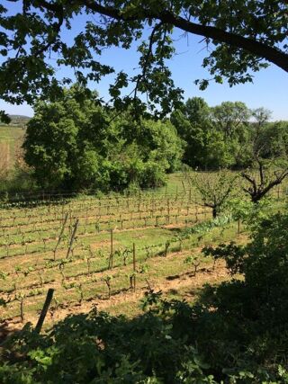  Terrain � vendre 27000 m� Alignan-du-vent