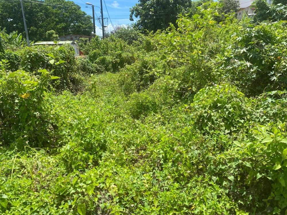 Vente Terrain Spécial investisseur : terrain rare à bâtir 479m2 Les abymes
