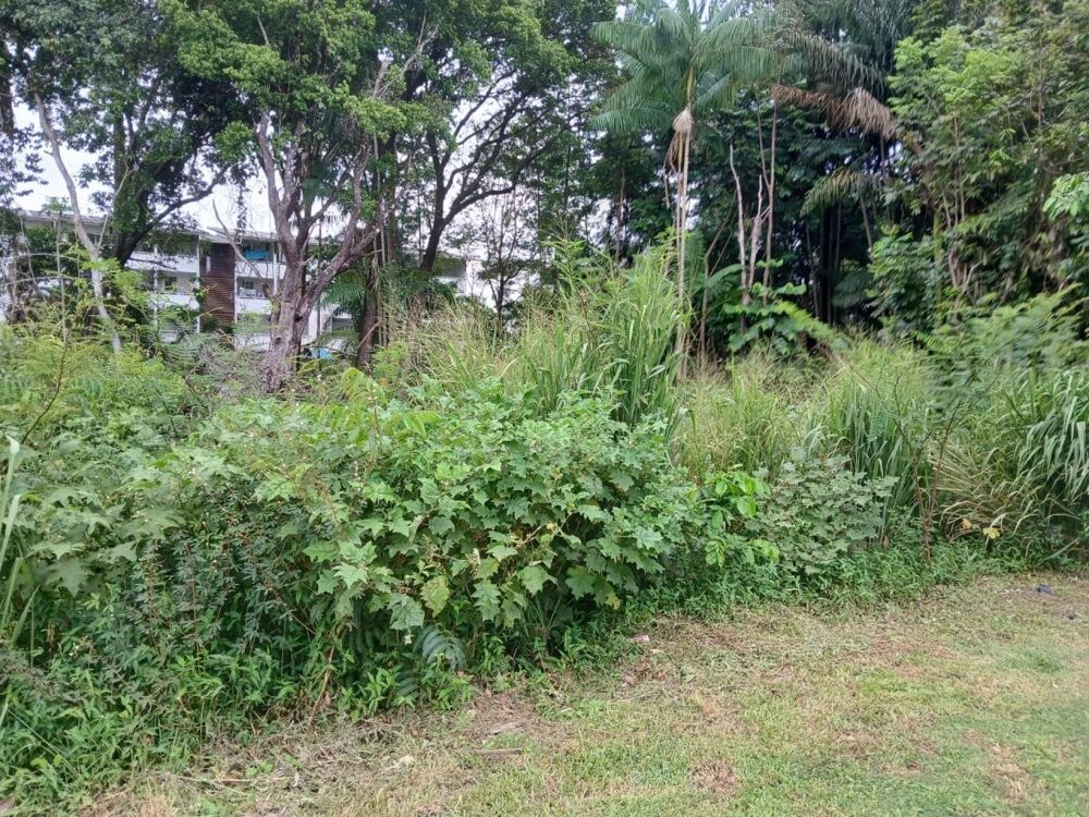 Vente Terrain TERRAIN A BATIR CHEMIN ST ANTOINE CAYENNE Cayenne