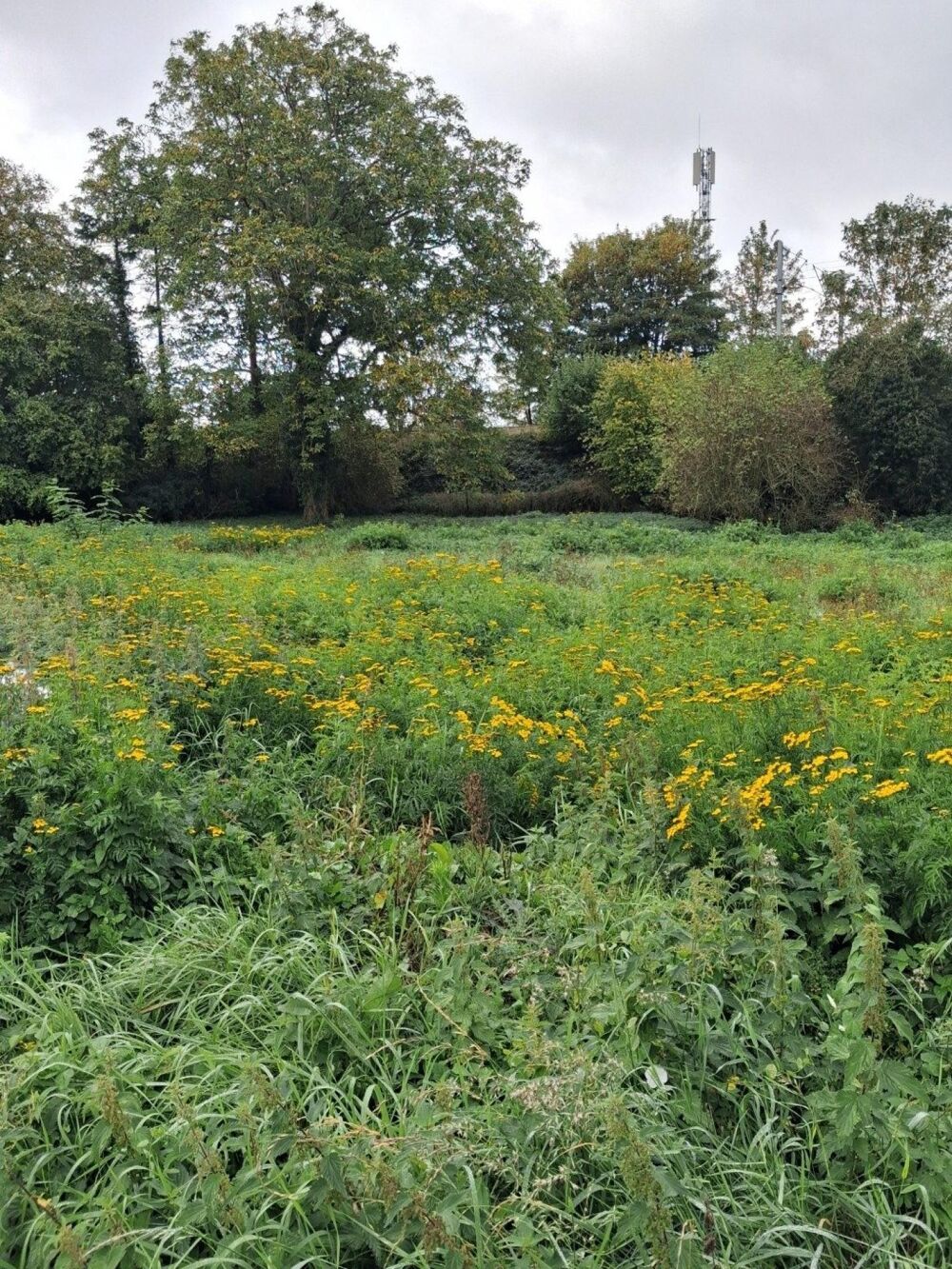 Vente Terrain TERRAIN A BATIR DE 599 m2 A DECHY Dechy
