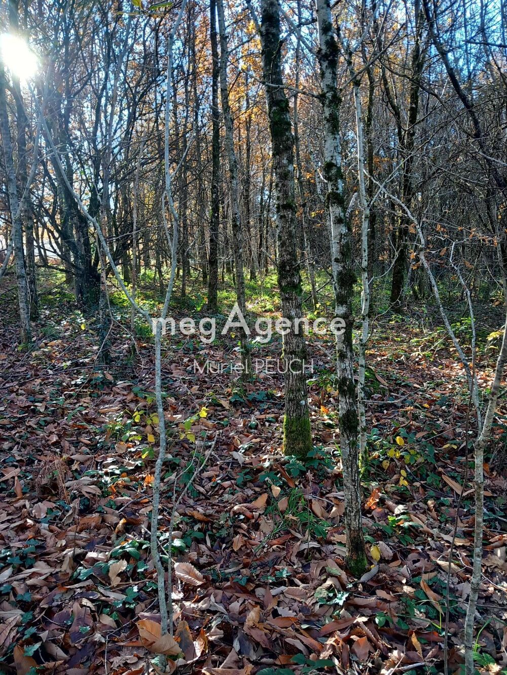 Vente Terrain terrain avec CU Le chastang