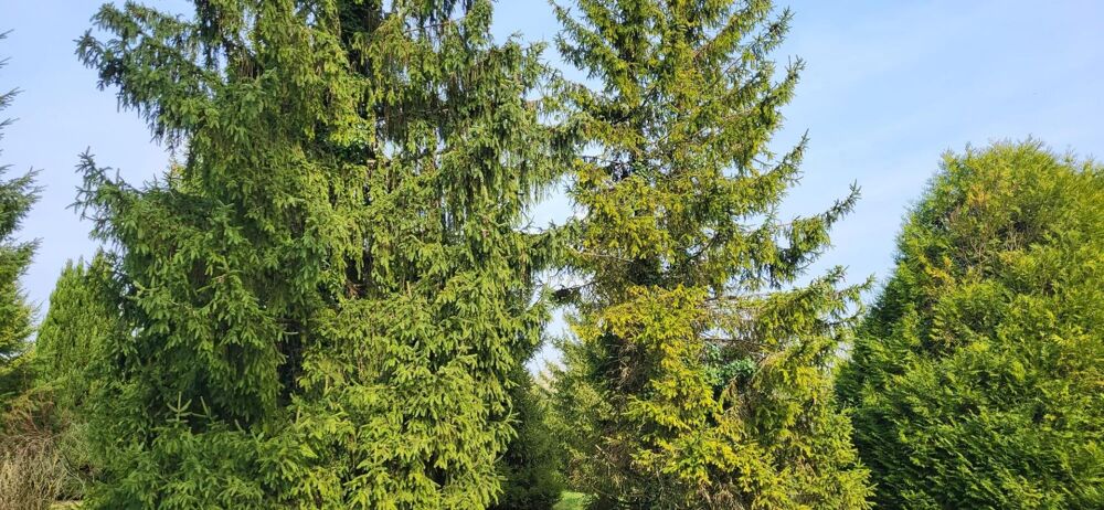 Vente Terrain Espace et tranquillité, multi projets ! Terrain de 5824 m2 clos et arboré. Constructible. Beauce la romaine