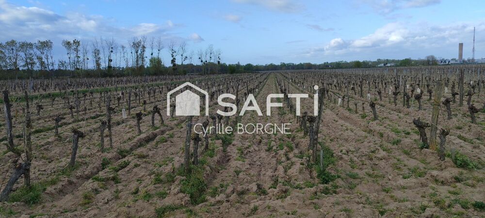 Vente Terrain Superbes parcelles avec vignes entretenues et terres agricoles ! Savigny-en-veron