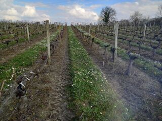  Terrain  vendre 58343 m