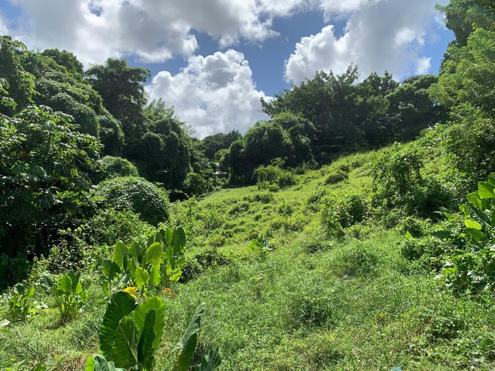 Vente Terrain Parcelle de 2664 m2 dans la commune de Ducos Ducos
