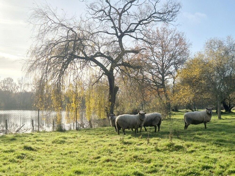 � vendre  Maison Le Champ-Saint-P�re (85540)