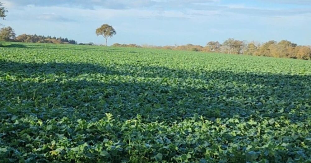Vente Terrain Terrain au calme en pleine campagne Pontchateau
