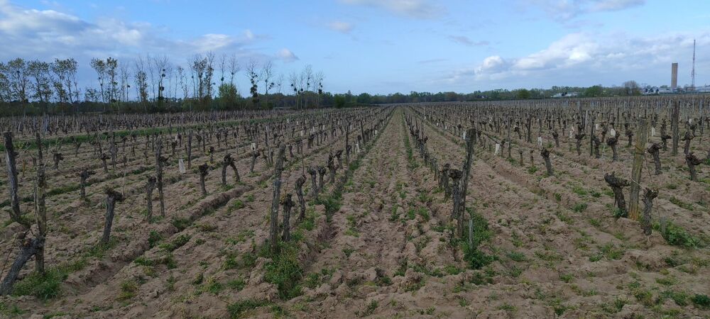 Vente Terrain Superbes parcelles avec vignes entretenues et terres agricoles ! Savigny-en-veron