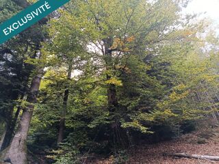 Vente Terrain Route forestière de Chilimont. Housseras