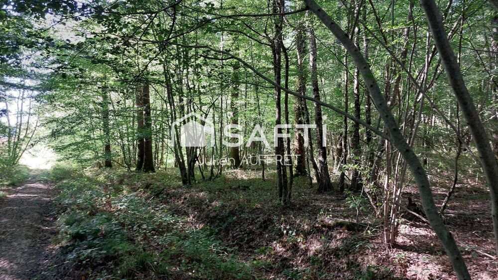 Vente Terrain Belle parcelle de bois entretenue Arquian