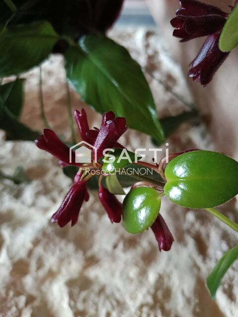   aller regarder derri�re la fa�ade : surprise, panneaux solaires, charme de la pierre Maison - 3 pi�ce(s) - 85 m�