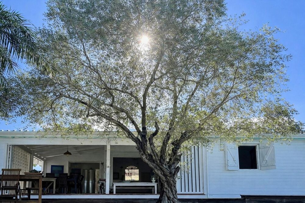 � vendre  Maison Baie-Mahault (97122)