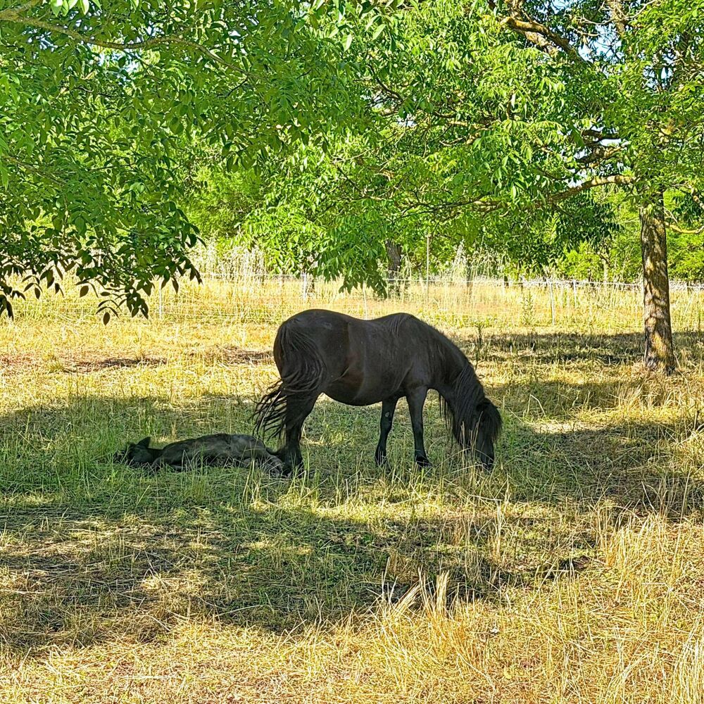 Vente Maison Alleins, maison de campagne 130m² sur 1,7hectares Alleins