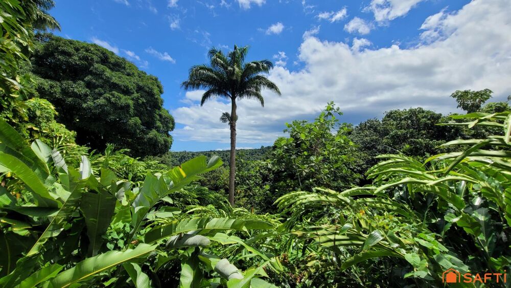   Charmants gîtes nichés au coeur de la Forêt Tropicale! 