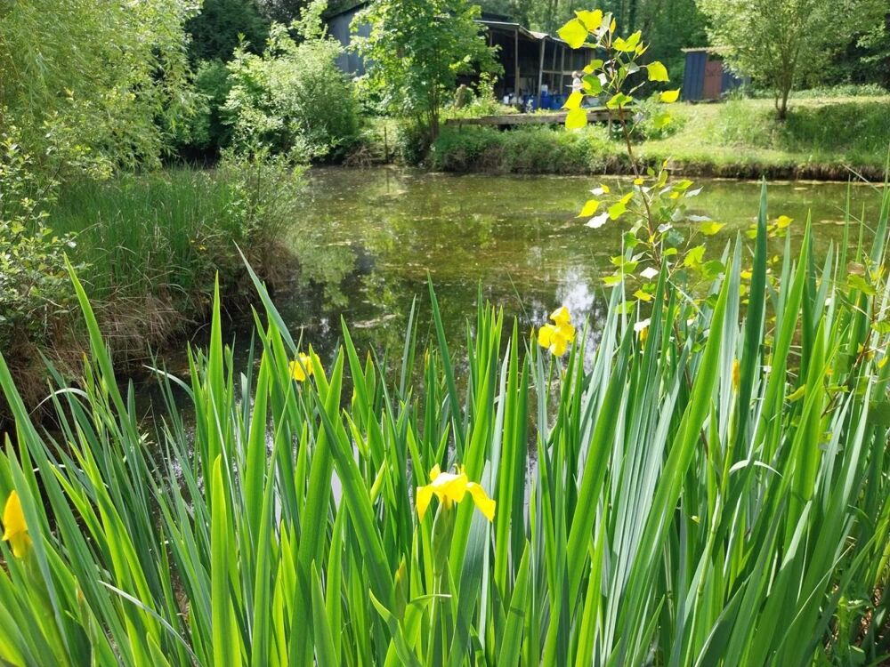 Vente Terrain TERRAIN + ETANG PROCHE TRES CALME PROCHE CENTRE BOURG Dissay