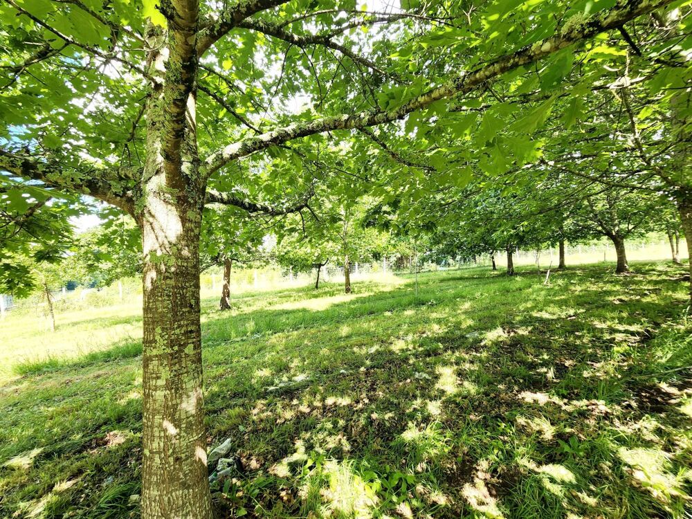 Vente Terrain Terrain fruitier proche du ch�teau Roger Villeneuve-sur-lot