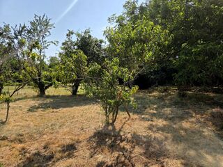 Vente Terrain Terrain constructible plat, avec verger! Saint-remy