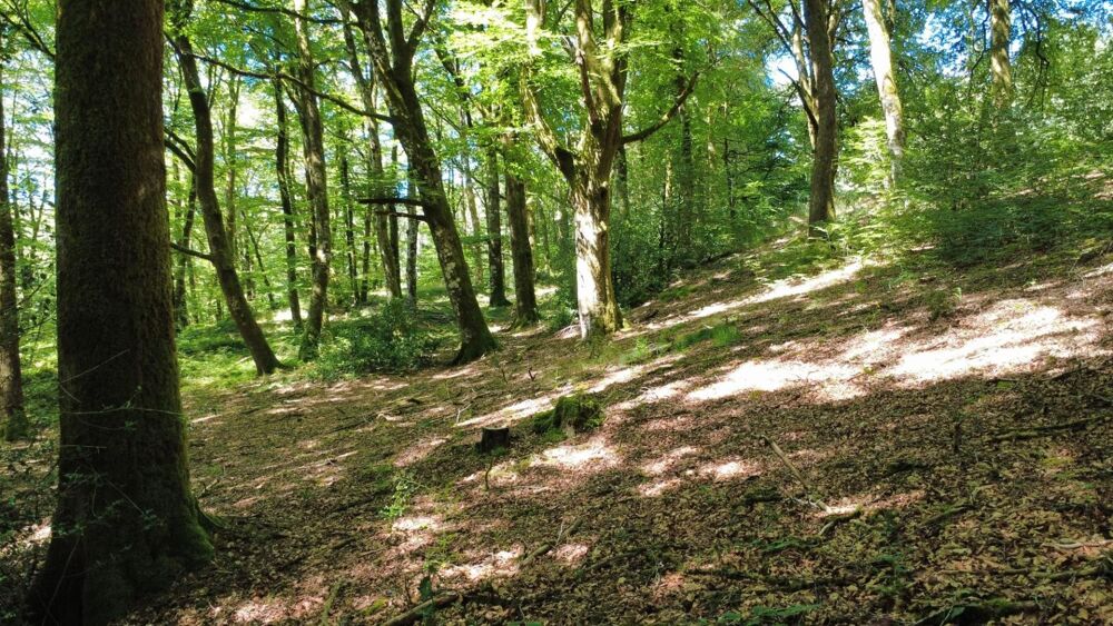 Vente Maison habitation et dépendances sur 6 hectares Le soulie