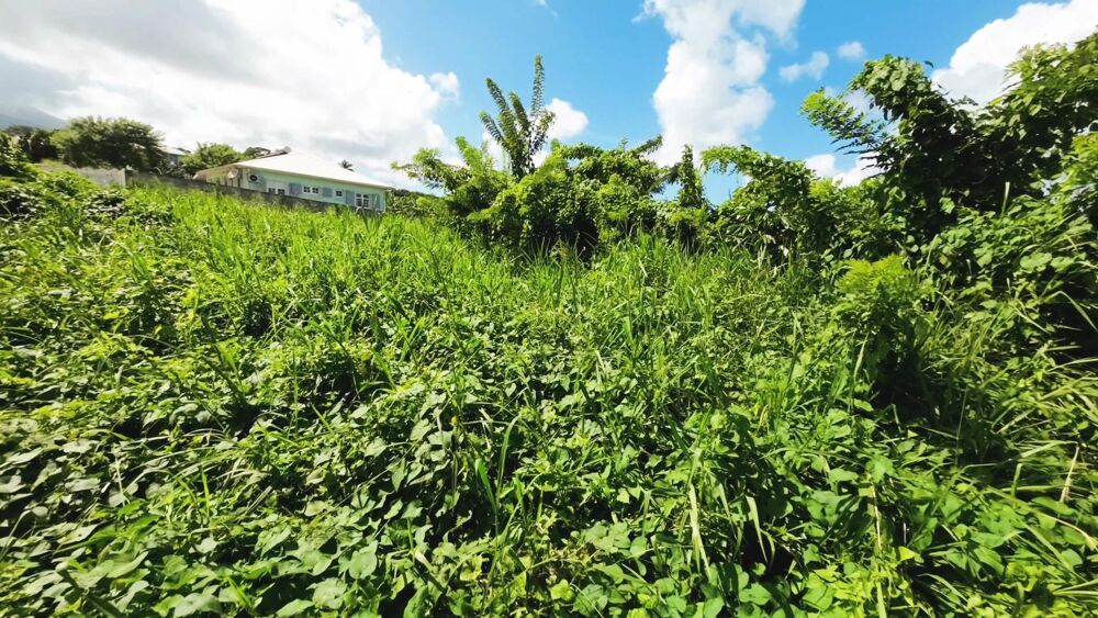 Vente Terrain Terrain 970m² BASSE POINTE Basse-pointe