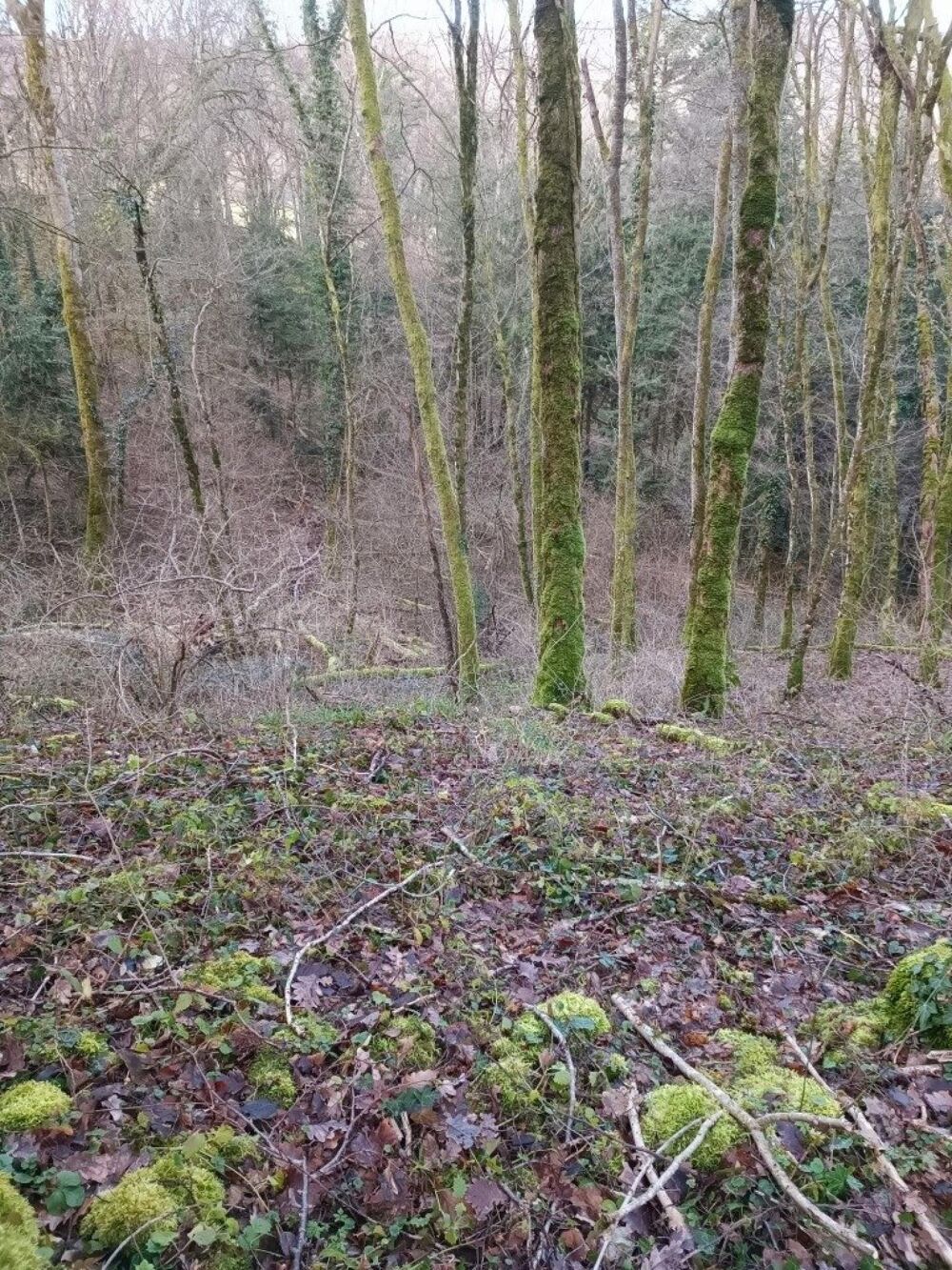 Vente Terrain Terrain forestier – 6 175 m² – Granges-de-Vaivre Mouchard (Jura) Grange-de-vaivre