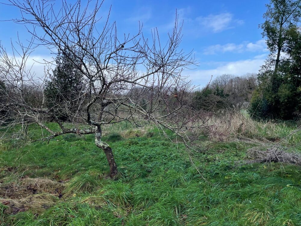 Vente Terrain Situé à Brannay (89150) Brannay