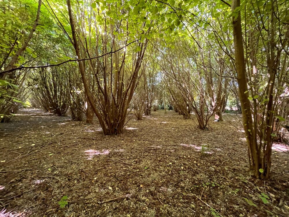 Vente Terrain Terrain boisé de production avec rivière – Marne Nuisement-sur-coole