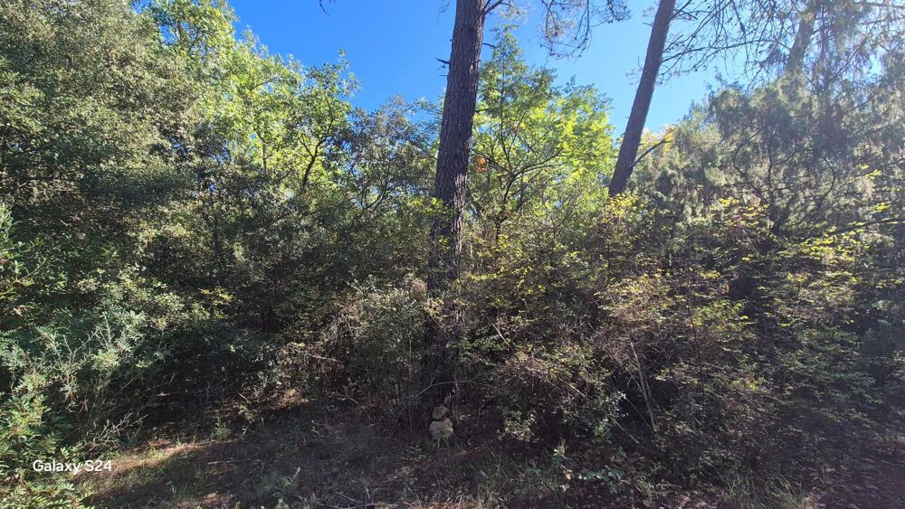 Vente Terrain Terrain Boisé 7200 m² Le cannet-des-maures