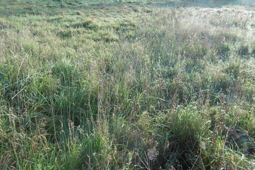 Vente Terrain A saisir rapidement terrain constructible de 1816 m2 Segre en anjou bleu