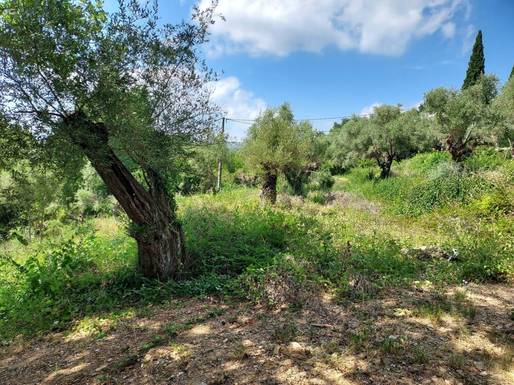 Vente Terrain Deux terrains en copropriété pour 2 maisons jumelées, possibilité un terrain pour une maison. Montauroux